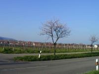 Hainfeld Mandelbaume R. Rhodt